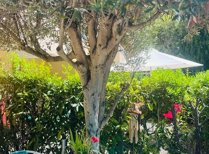 Rdj Avec Piscine Résidence Le Lavandor Appartement Le Lavandou